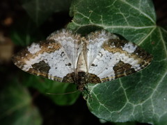 Melanthia procellata