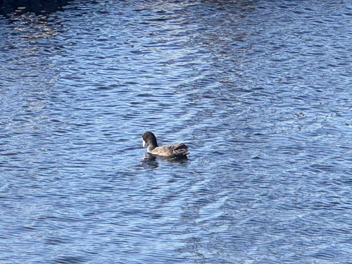 Eurasian Coot