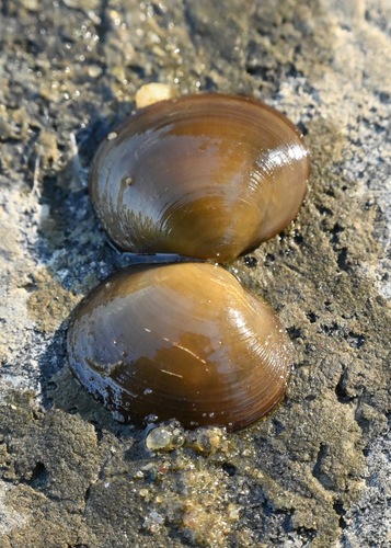 Sphaerium rivicola observed 2026-09-27