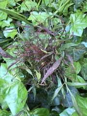 Cucumber mosaic virus