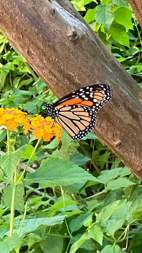 Monarch