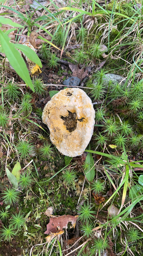 bolete mould