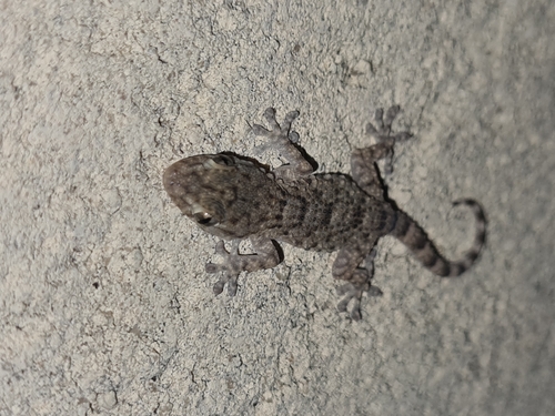 Moorish Gecko