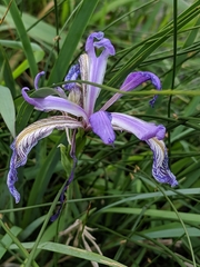 Iris missouriensis