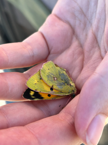 Clouded Yellow