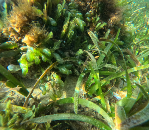 Valonia utricularis observed 2026-09-26