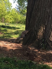 Sciurus carolinensis