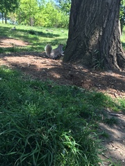 Sciurus carolinensis