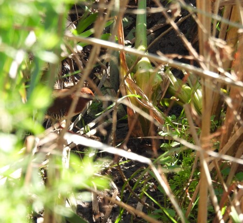 Red-and-white Crake