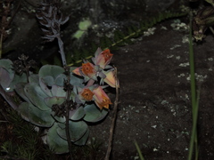 Echeveria quitensis