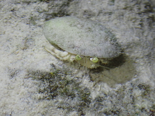 Dardanus deformis observed 2026-09-26