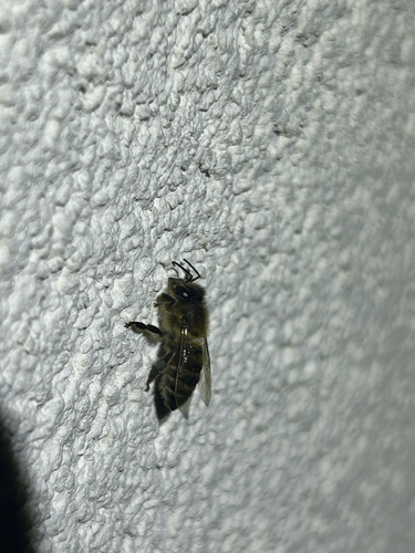 Western Honey Bee
