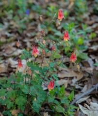 Aquilegia canadensis