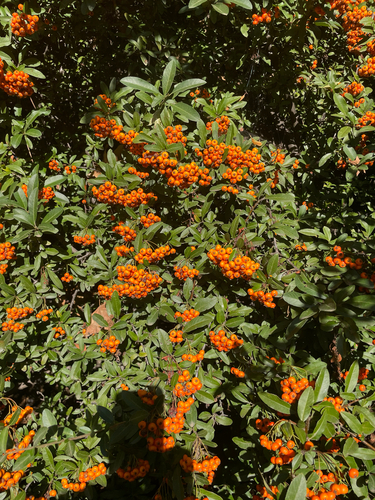 Firethorn