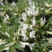 Astragalus tragacantha - Photo (c) Thomas Koffel, algunos derechos reservados (CC BY-NC), uploaded by Thomas Koffel