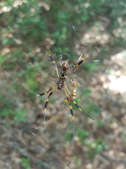 Trichonephila clavipes image