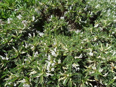 Astragalus tragacantha