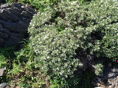 Astragalus tragacantha