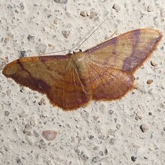 Idaea ostrinaria