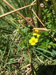 Potentilla erecta