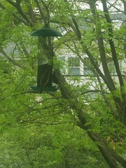 Haemorhous mexicanus