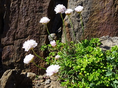 Armeria ruscinonensis