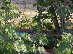 Cnidoscolus maculatus