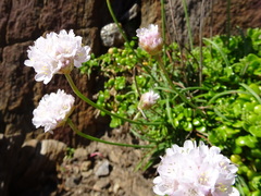 Armeria ruscinonensis