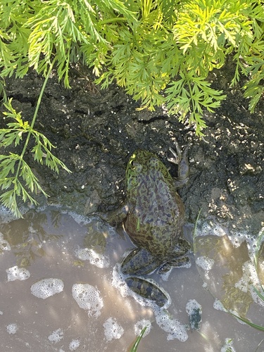 American Bullfrog