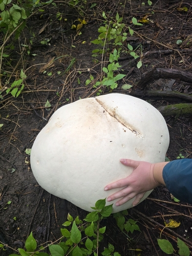 giant puffball