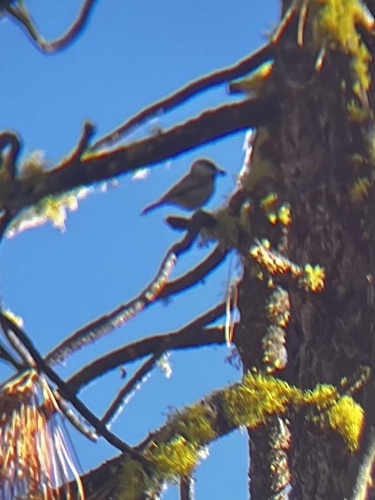 iNaturalist observation photo of Mountain Chickadee