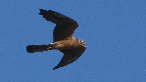 Montagu's Harrier