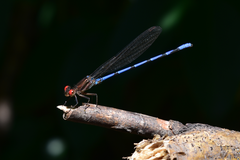 Argia joergenseni