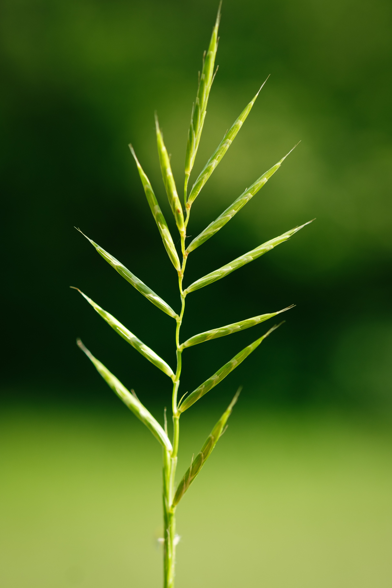 Brachypodium rupestre