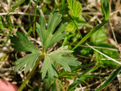 Ranunculus polyanthemos