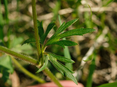 Ranunculus polyanthemos