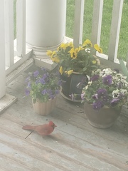 Cardinalis cardinalis