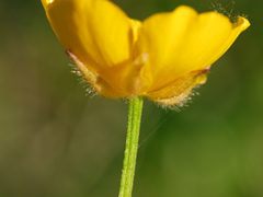 Ranunculus polyanthemos