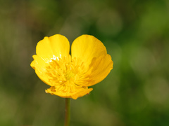 Ranunculus polyanthemos