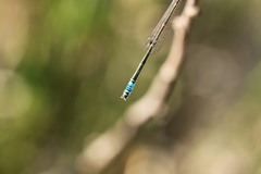 Ischnura intermedia