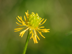 Ranunculus polyanthemos