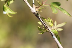 Ischnura intermedia