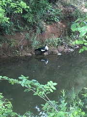 Cairina moschata domestica