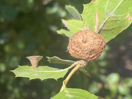 Live Oak Apple Gall Wasp