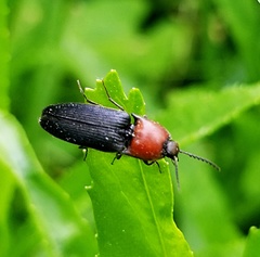 Ampedus rubricollis