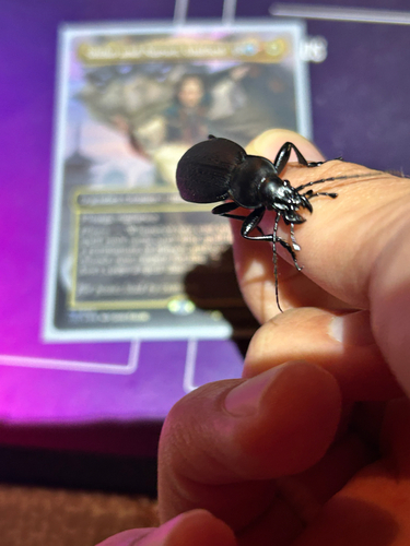 Leather Beetle