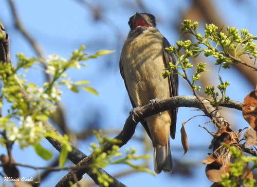 Crested Becard
