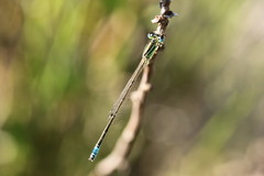 Ischnura intermedia