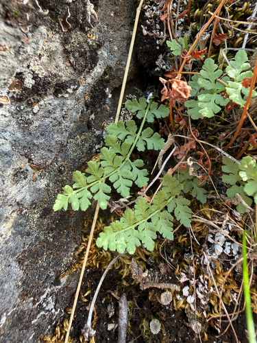 Physematium oreganum observed 2026-09-27