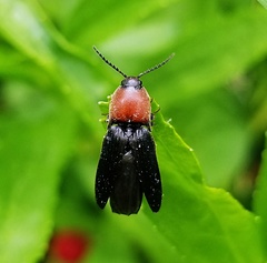 Ampedus rubricollis